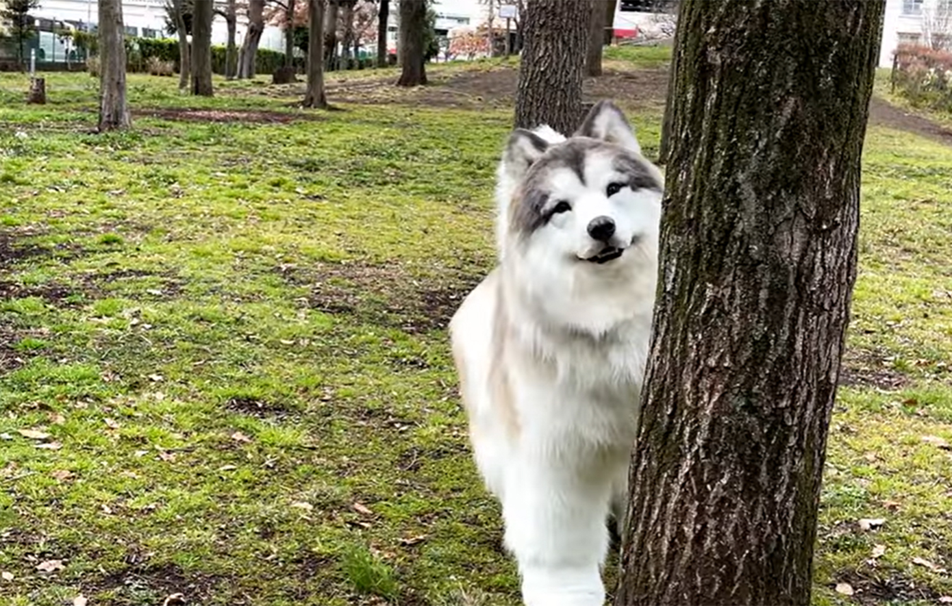 Ο Ιάπωνας που του αρέσει να ζει ως σκύλος πήρε νέα στολή για να είναι πιο… ρεαλιστικός