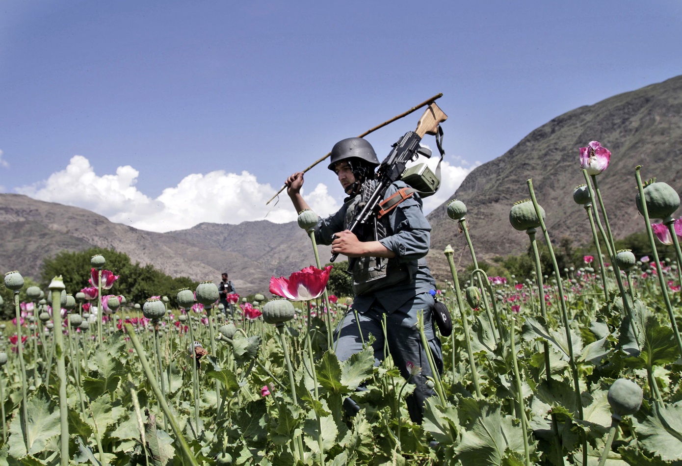 Νέες συμπλοκές μεταξύ Ταλιμπάν και καλλιεργητών παπαρούνας στο Αφγανιστάν   &#8211; Δυό νεκροί και 9 τραυματίες