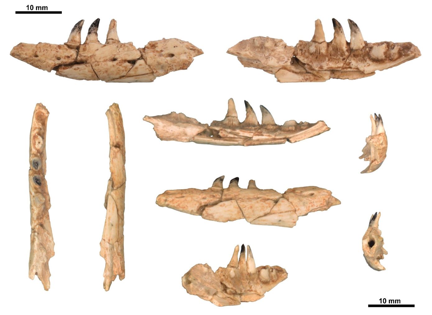 Ο Δράκος του Κόμοντο ζούσε πριν από 4 εκατομμύρια χρόνια στο Μεγάλο ΄Εμβολο της Θεσσαλονίκης