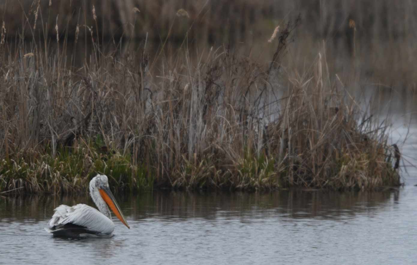 Επιστήμονες προειδοποιούν ότι η Μικρή Πρέσπα συρρικνώνεται, κινδυνεύουν και οι πελεκάνοι Επιστήμονες προειδοποιούν ότι η Μικρή Πρέσπα συρρικνώνεται, κινδυνεύουν και οι πελεκάνοι