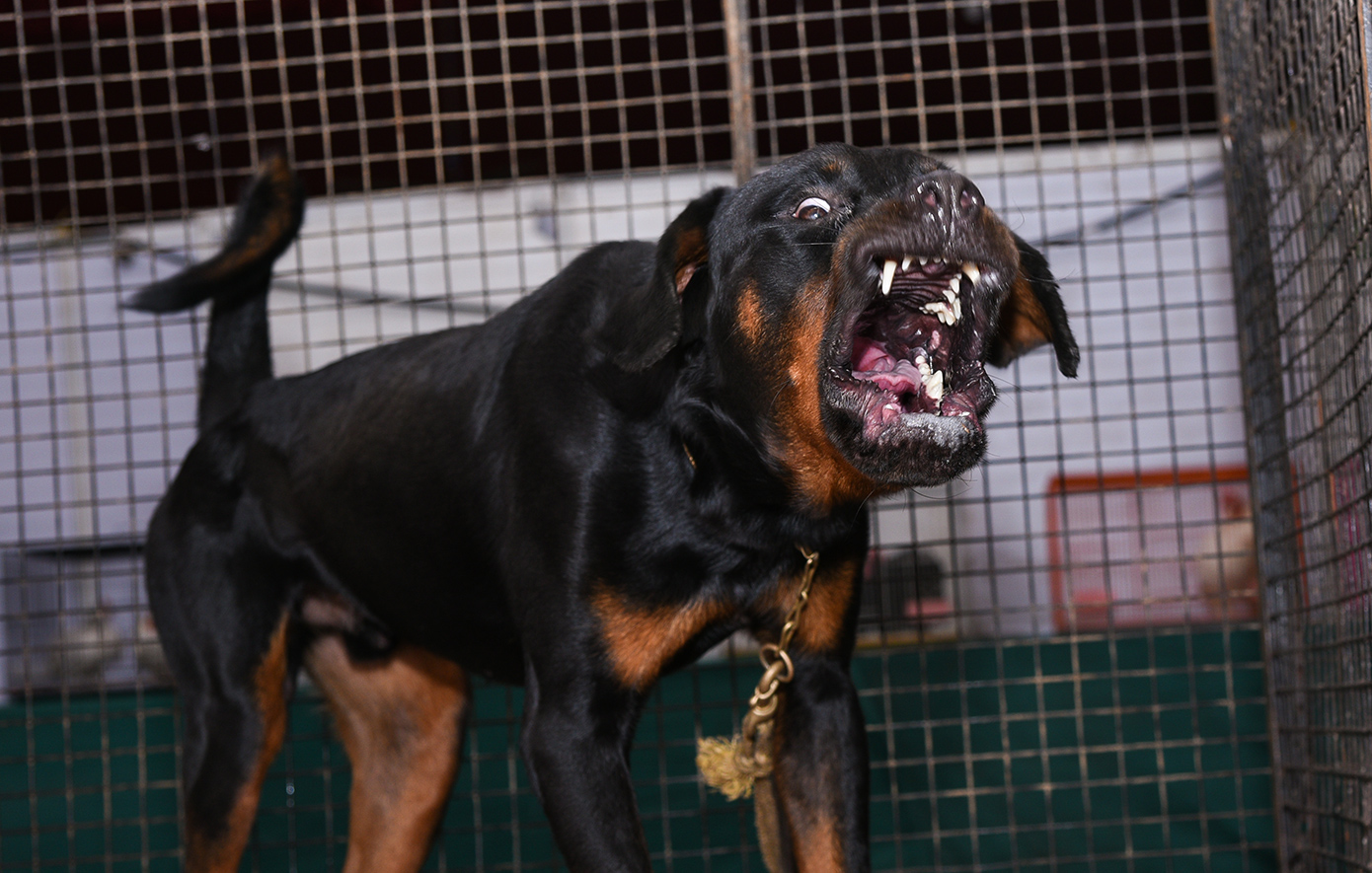 Ροτβάιλερ επιτέθηκε σε 76χρονο στη Καλαμάτα – Το πυροβόλησε αστυνομικός και το σκότωσε