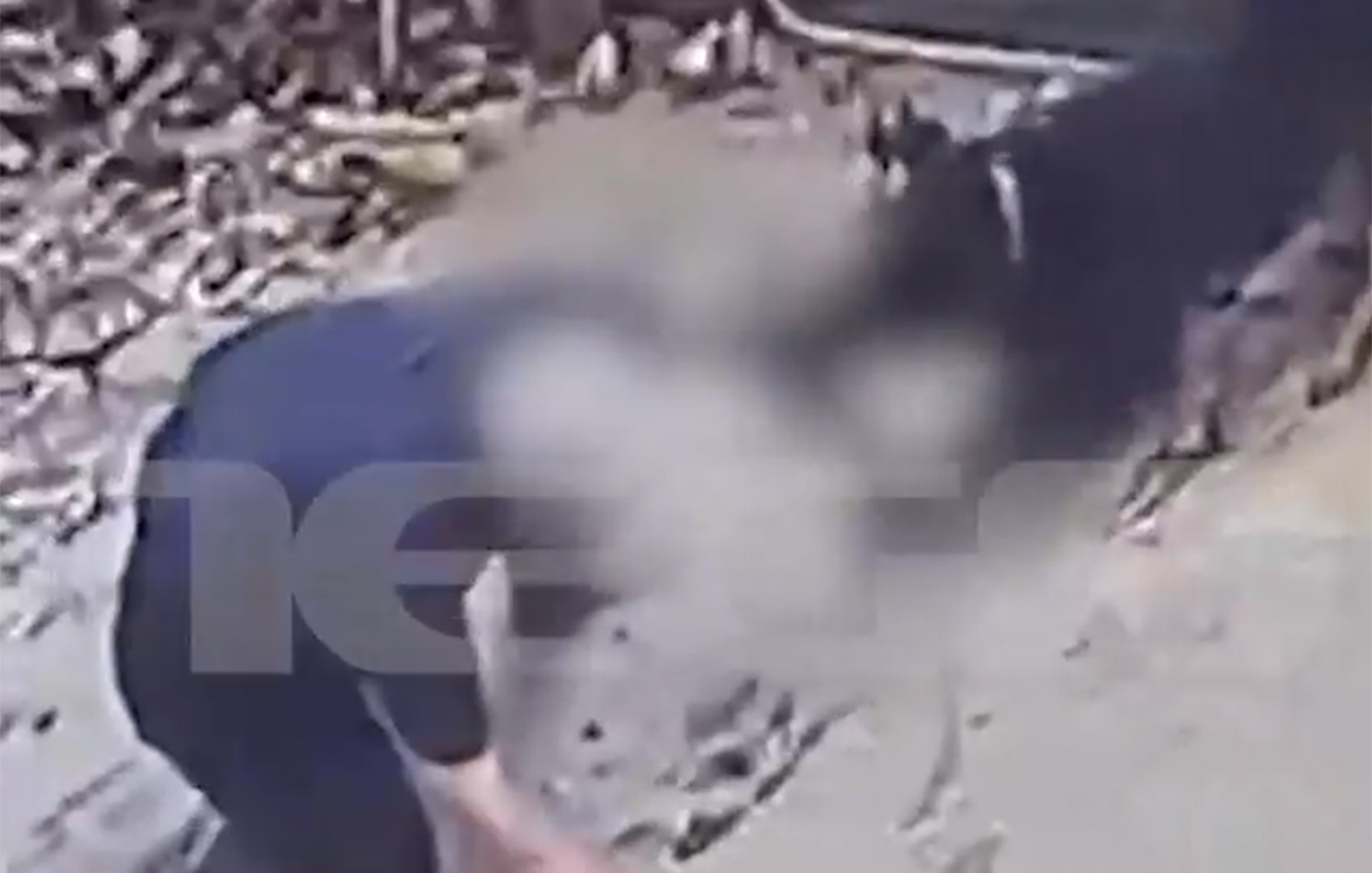 Η στιγμή που το Ροτβάιλερ κατασπαράζει τον ιδιοκτήτη του στη Καλαμάτα – Σκληρές εικόνες