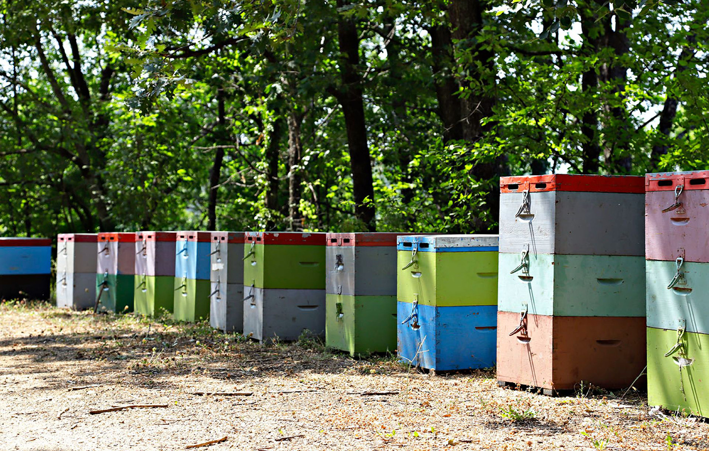 Μελισσοκομία στον Δ Αριστοτέλη