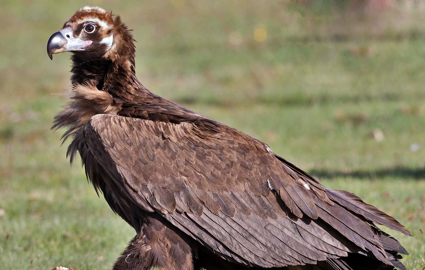 Μαυρόγυπας