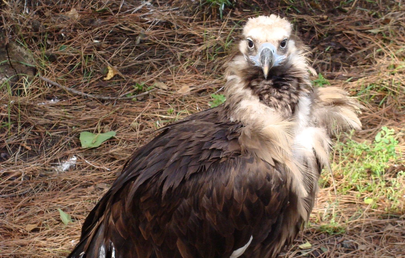 Μαυρόγυπας