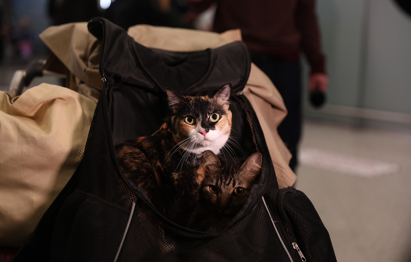 Πτήση επαναπατρισμού από Ντουμπάι: Έφτασαν στο «Ελ. Βενιζέλος» 100 Έλληνες με τα κατοικίδιά τους