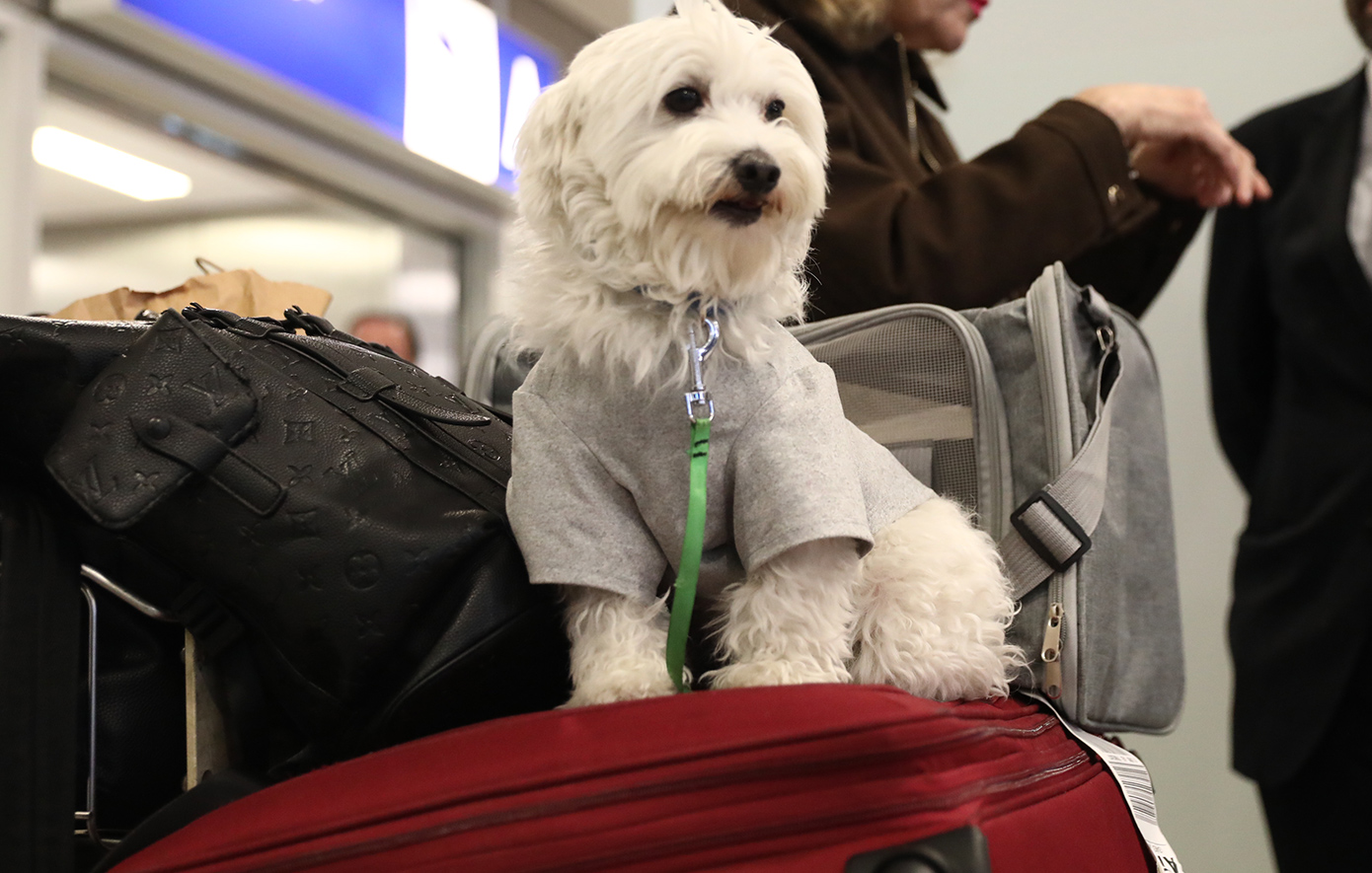 Πτήση επαναπατρισμού από Ντουμπάι: Έφτασαν στο «Ελ. Βενιζέλος» 100 Έλληνες με τα κατοικίδιά τους