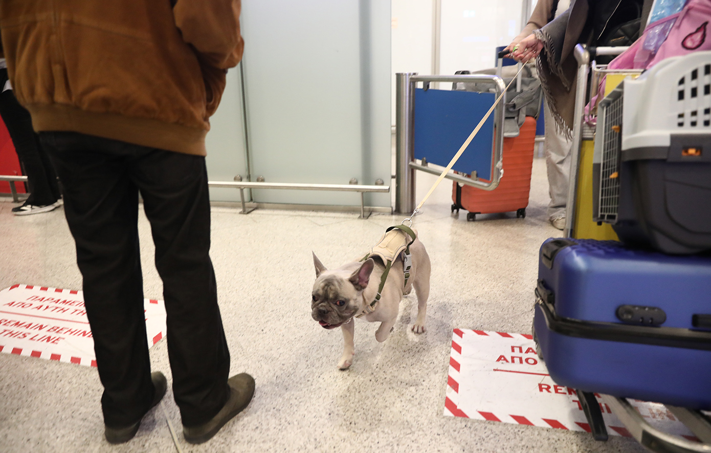 Πτήση επαναπατρισμού από Ντουμπάι: Έφτασαν στο «Ελ. Βενιζέλος» 100 Έλληνες με τα κατοικίδιά τους