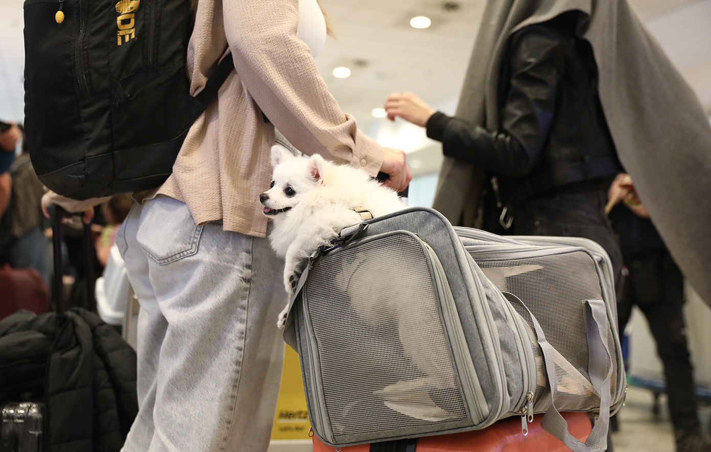 Πτήση επαναπατρισμού από Ντουμπάι: Έφτασαν στο «Ελ. Βενιζέλος» 100 Έλληνες με τα κατοικίδιά τους