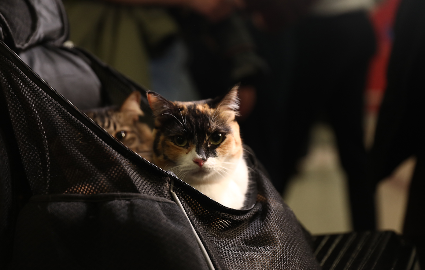 Πτήση επαναπατρισμού από Ντουμπάι: Έφτασαν στο «Ελ. Βενιζέλος» 100 Έλληνες με τα κατοικίδιά τους