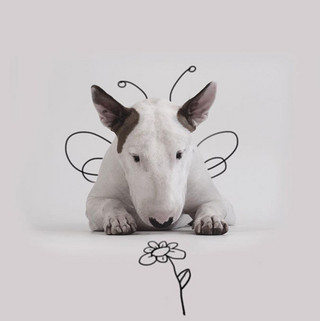 Jimmy-the-Bull-Terrier17__605