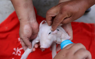 People feed a piglet with two heads in Tianjin