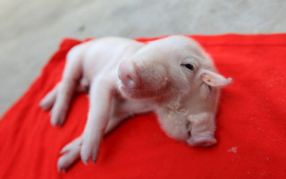 A piglet with two heads is seen in Tianjin