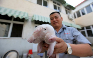 Yang Jinliang holds a piglet with two heads in Tianjin