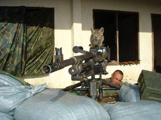 soldiers_and_cats_19