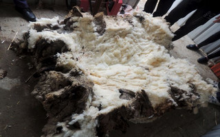 Over 40 kilograms (88.2 lbs) of wool, shorn from one sheep named Chris by his rescuers, is shown on the floor September 3, 2015 in Australia's capital city Canberra