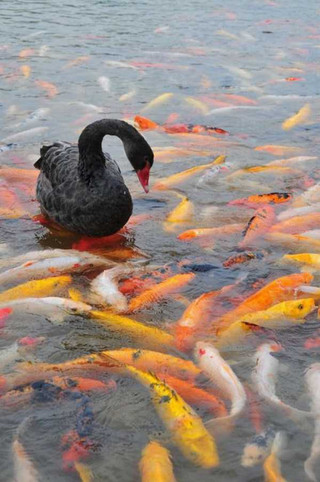 black-swan-photos-10