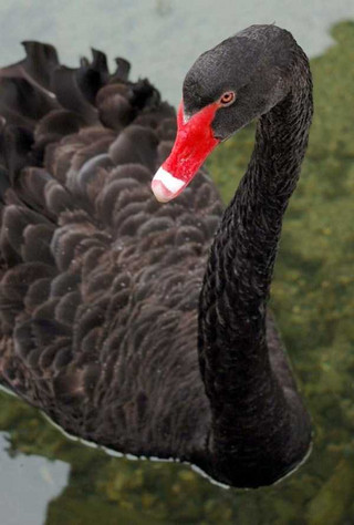 black-swan-photos-11