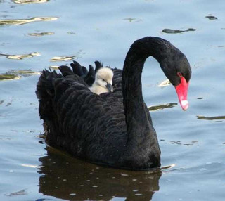 black-swan-photos-13