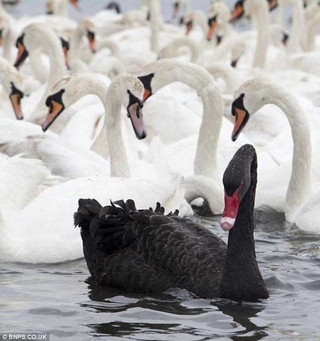 black-swan-photos-14