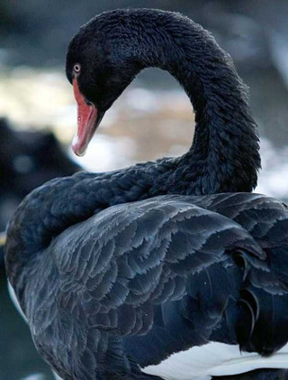 black-swan-photos-16