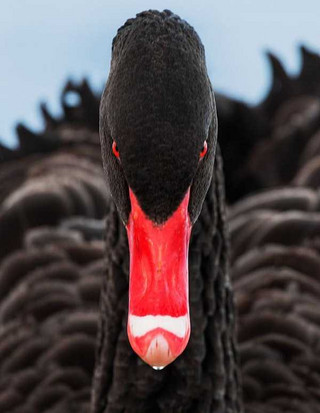 black-swan-photos-2