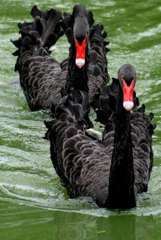 black-swan-photos-3