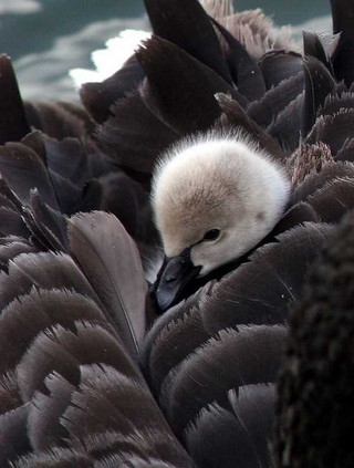 black-swan-photos-9