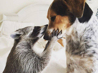 the_baby_raccoon_that_was_raised_by_a_family_of_dogs_640_01