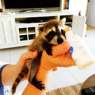 the_baby_raccoon_that_was_raised_by_a_family_of_dogs_640_02