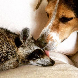 the_baby_raccoon_that_was_raised_by_a_family_of_dogs_640_04