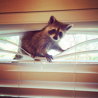 the_baby_raccoon_that_was_raised_by_a_family_of_dogs_640_05