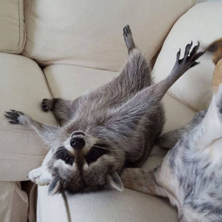the_baby_raccoon_that_was_raised_by_a_family_of_dogs_640_10