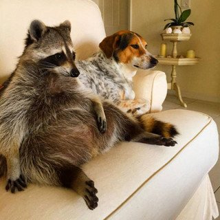the_baby_raccoon_that_was_raised_by_a_family_of_dogs_640_19