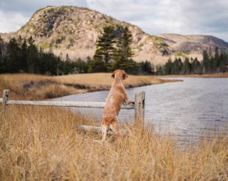 a-guy-documents-his-dogs-extremely-satisfying-life-20-photos-16