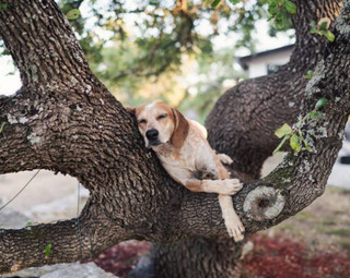 a-guy-documents-his-dogs-extremely-satisfying-life-20-photos-41