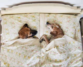 a-guy-documents-his-dogs-extremely-satisfying-life-20-photos-7