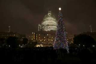 tree7 tree7
