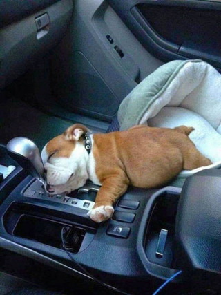dogs_can_sleep_anywhere_and_everywhere_640_01