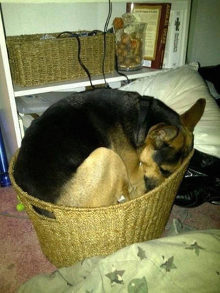 dogs_can_sleep_anywhere_and_everywhere_640_04