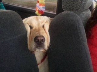 dogs_can_sleep_anywhere_and_everywhere_640_09