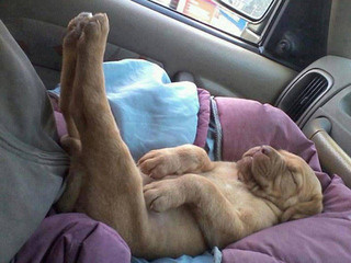 dogs_can_sleep_anywhere_and_everywhere_640_24