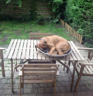 dogs_can_sleep_anywhere_and_everywhere_640_35