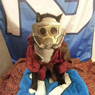 finally-a-cosplay-made-solely-for-cats-25-photos-18