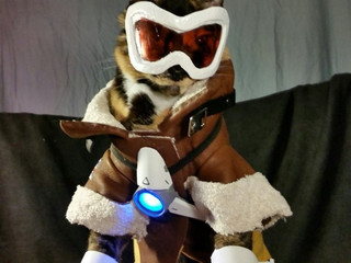 finally-a-cosplay-made-solely-for-cats-25-photos-21
