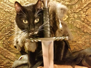 finally-a-cosplay-made-solely-for-cats-25-photos-22