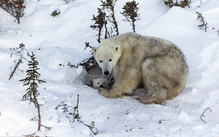 BearCubs3