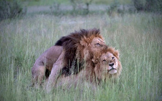 lions2