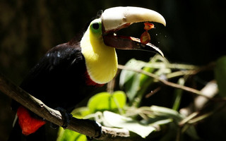 toucan3