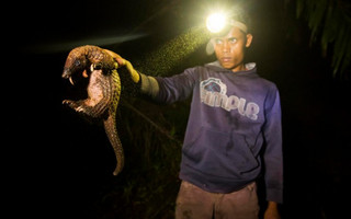 poorpang2 poorpang2